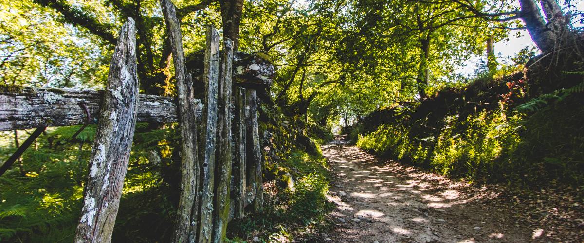 hacer el camino de santiago por primera vez